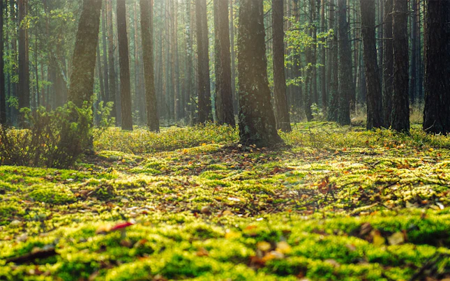 Terrains forestiers