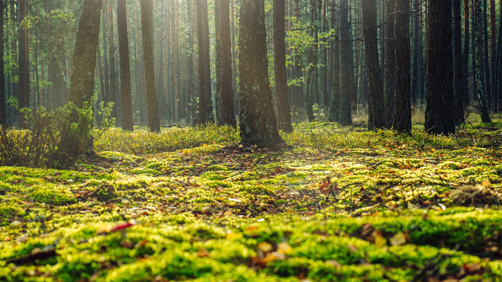Terrains forestiers