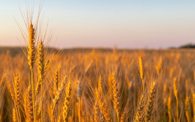Золотистая пшеничная трава