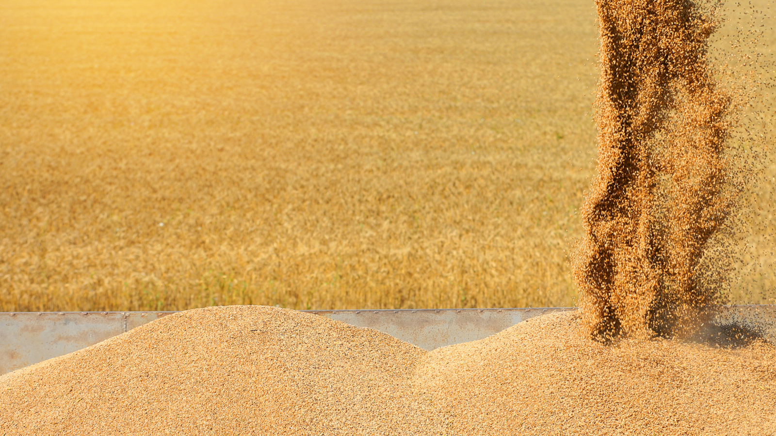 Grain Field Hero Banner