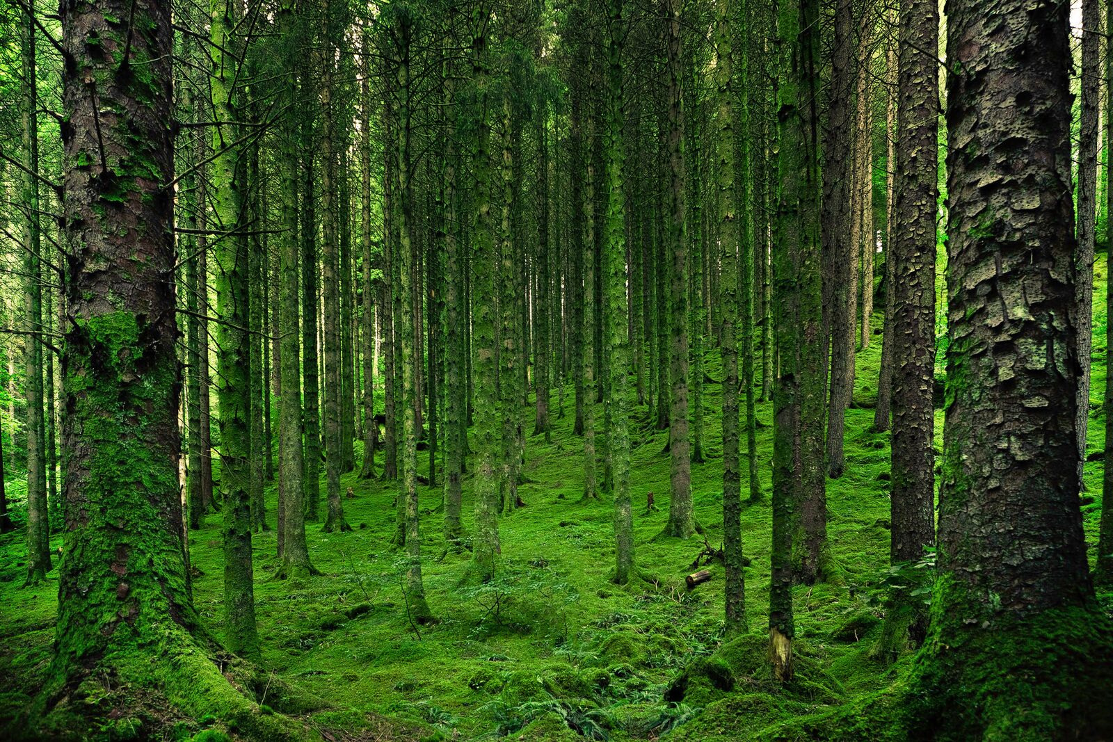 Áreas florestais