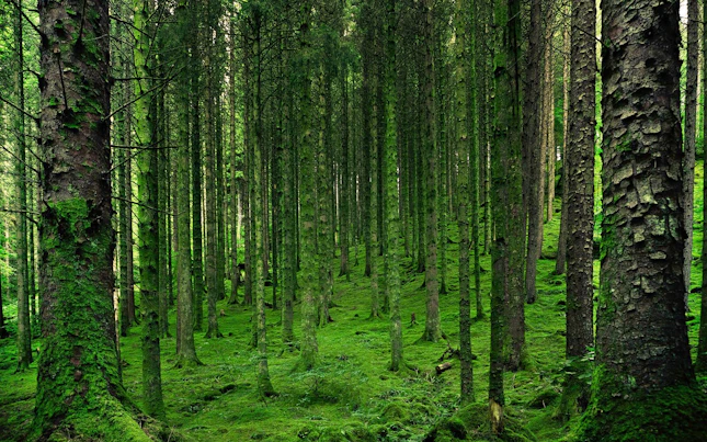 Áreas florestais