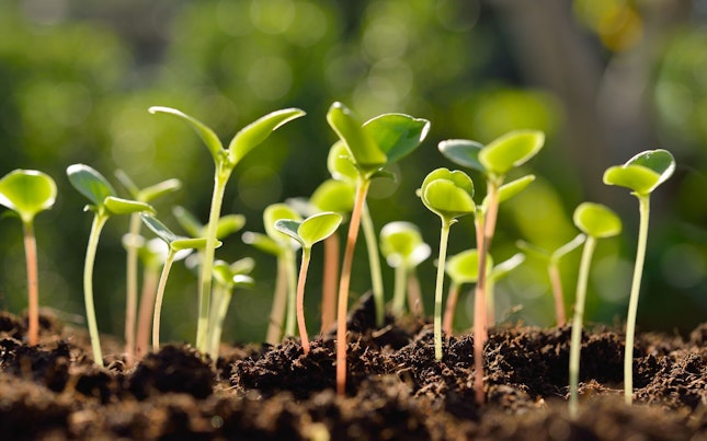 Plántulas plantadas