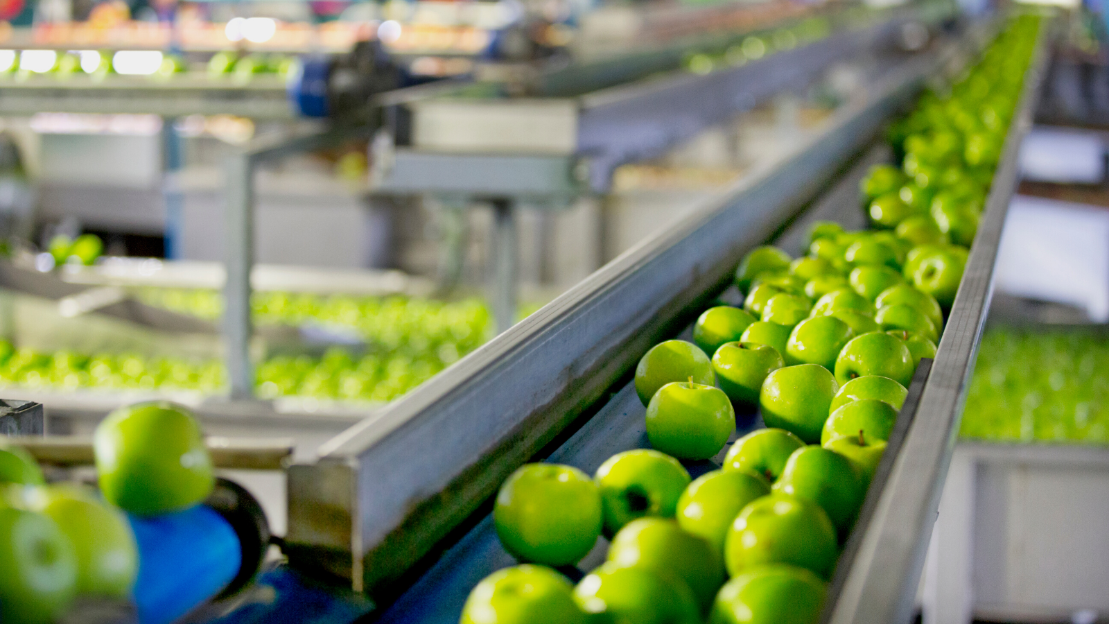 Apples in factory