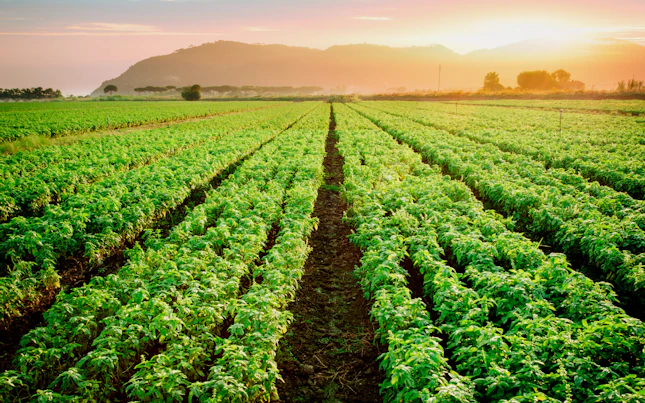 Plantation field
