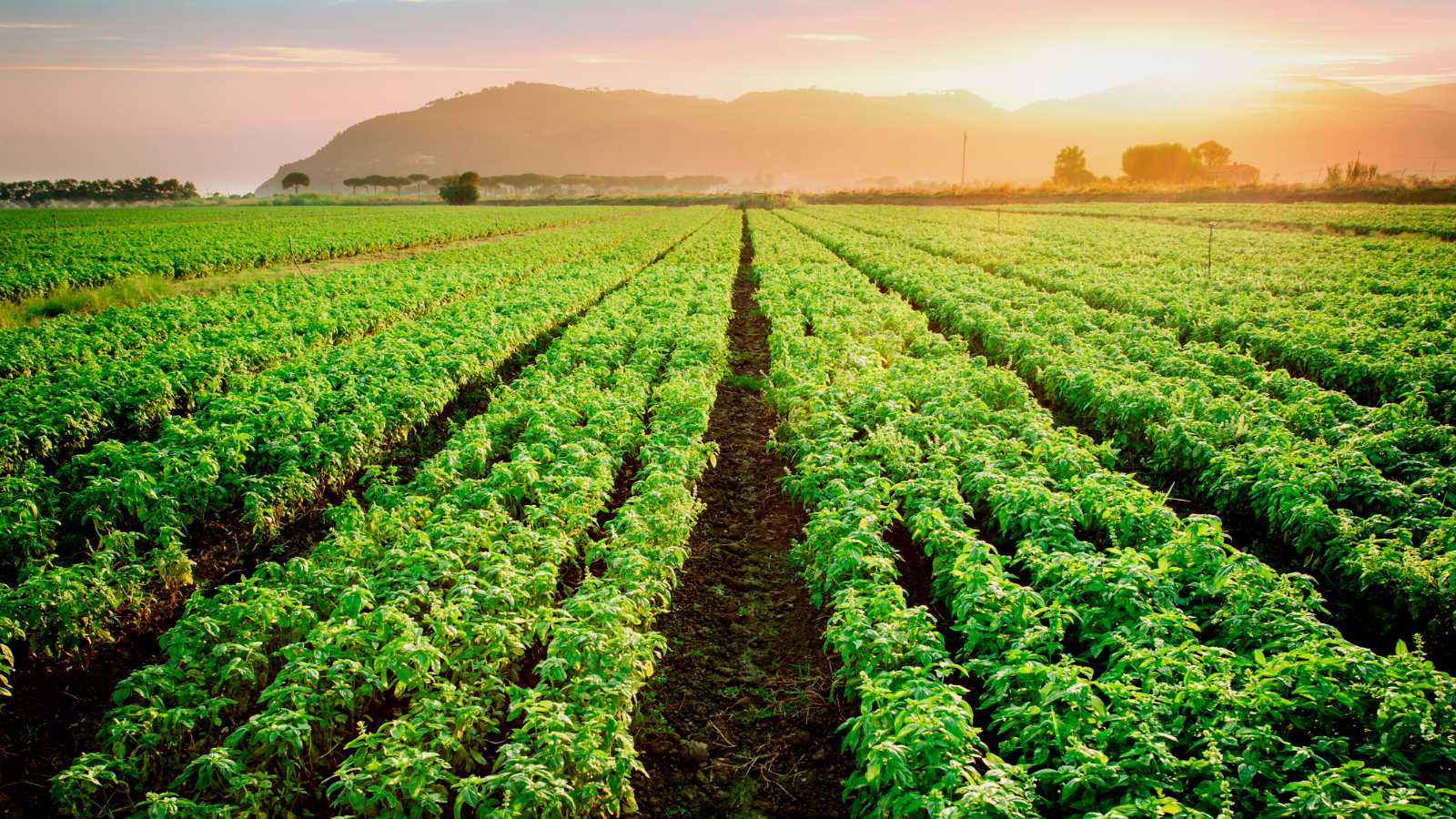 Plantation field