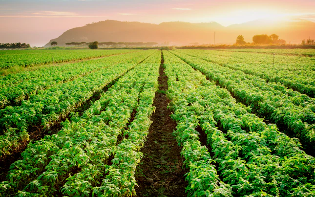 Plantation field