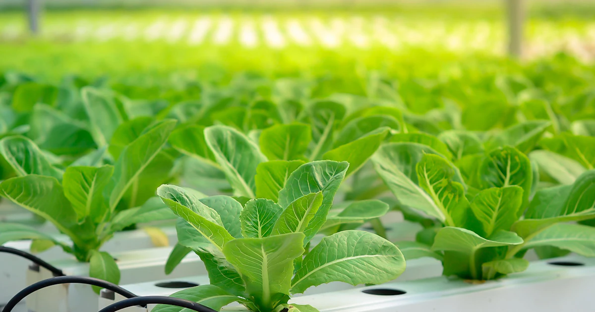 Agricultural Crop Science | SGS