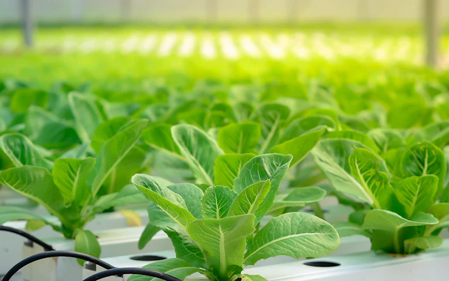 Vegetales de hoja