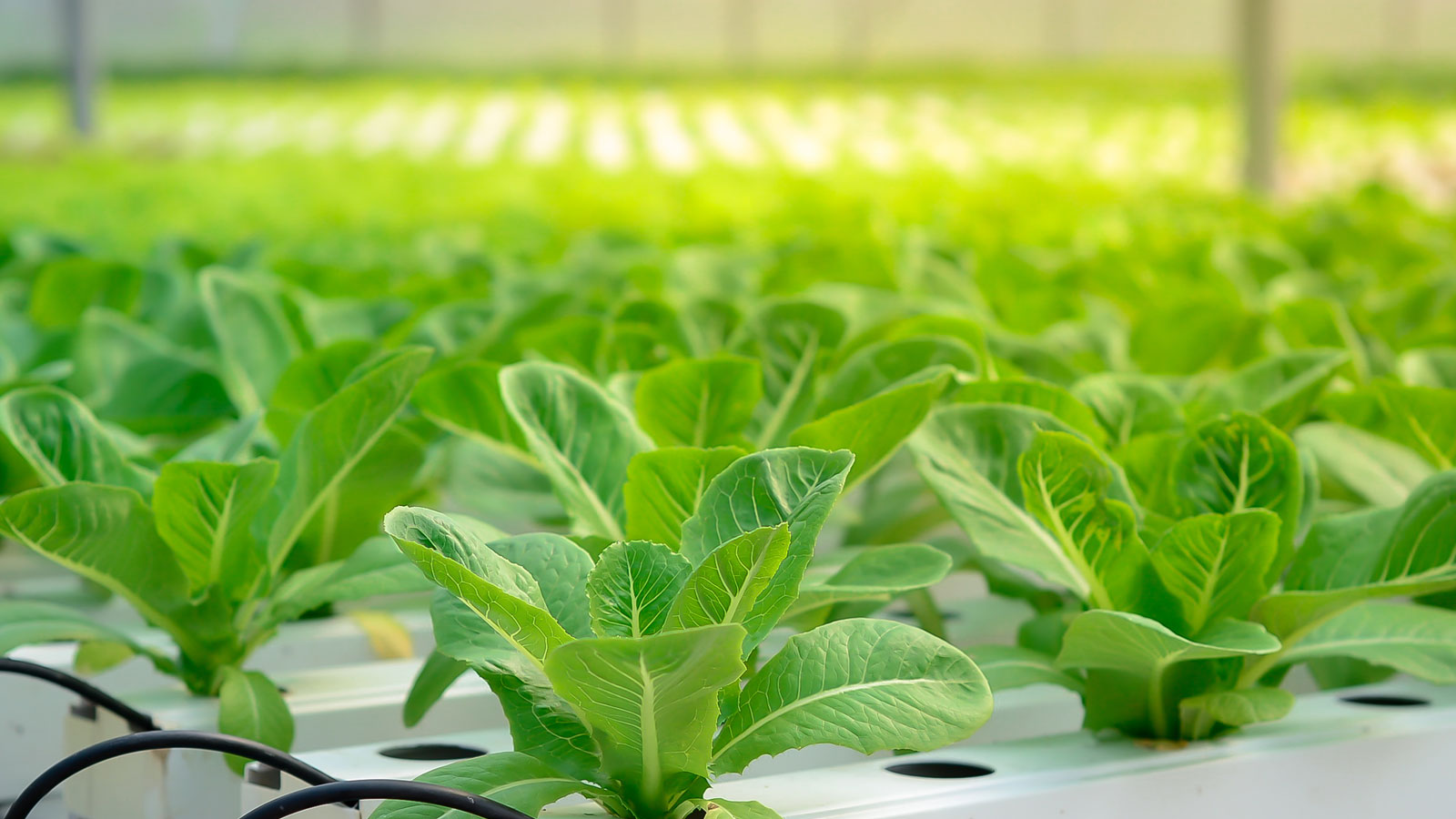 Vegetales de hoja