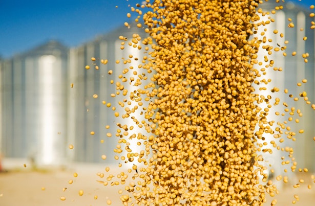 Campo de plantación