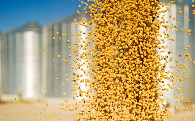 Campo de plantación