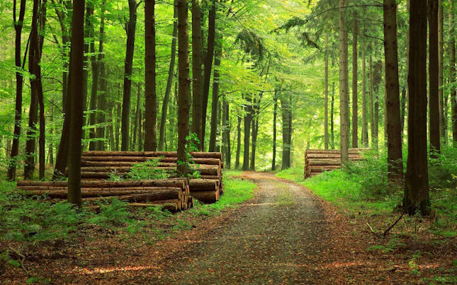 Light Trails in the City at Night