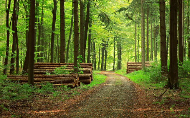 Light Trails in the City at Night