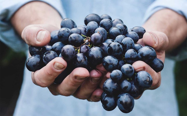 Man holding black grapes
