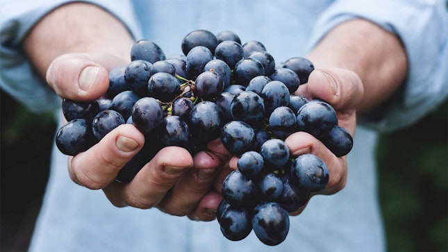 Man holding black grapes