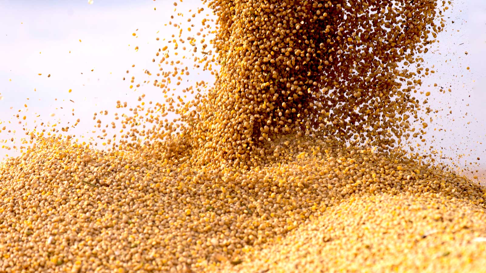 Oilseeds