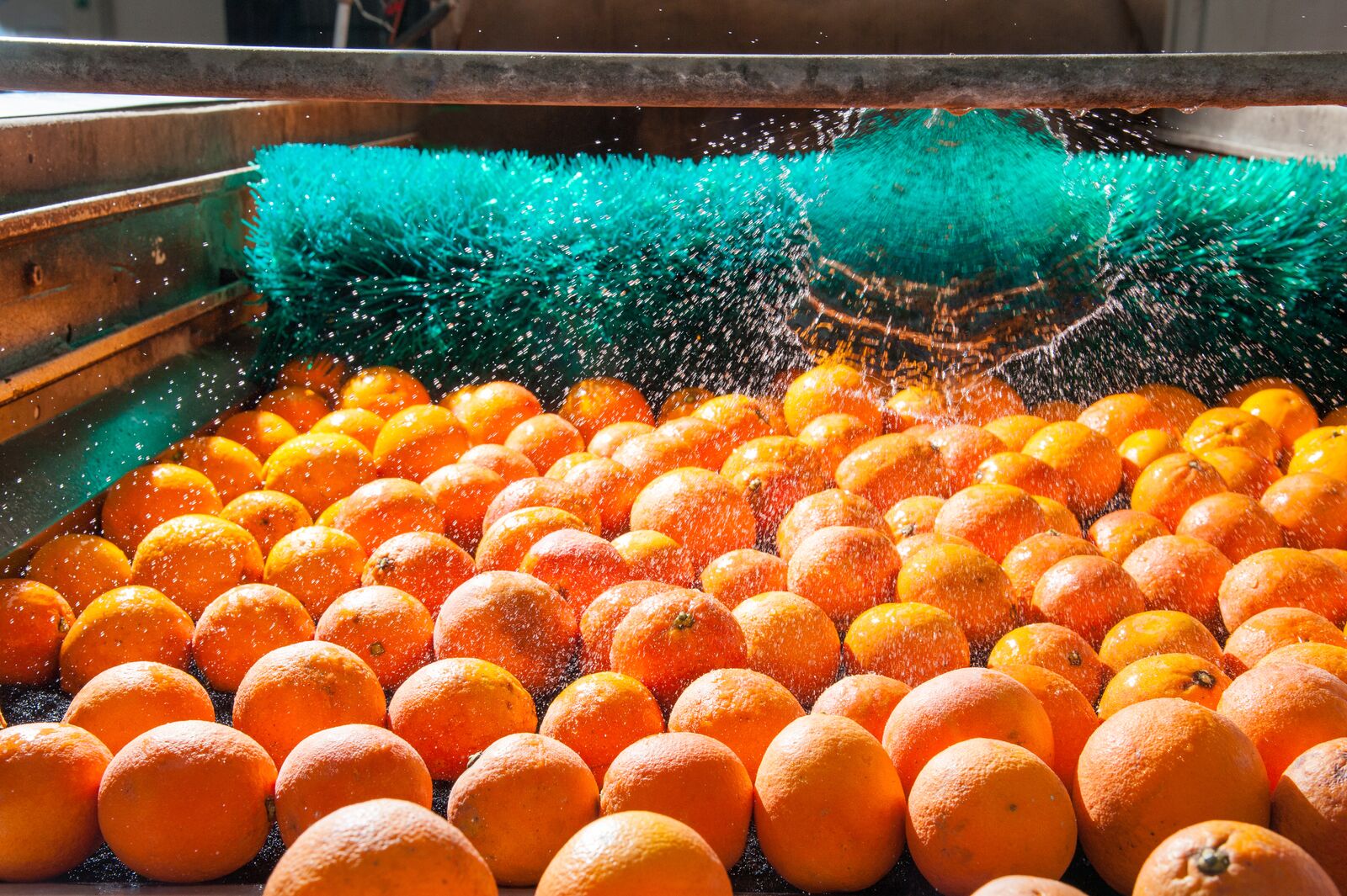 Orange Production Line