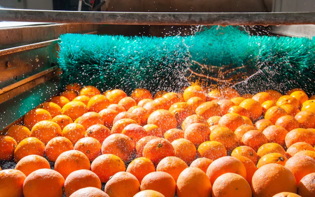 Orange Production Line