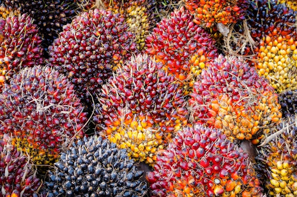 Palm Oil Fruits