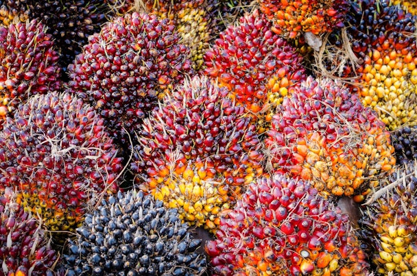 Frutas de óleo de palma