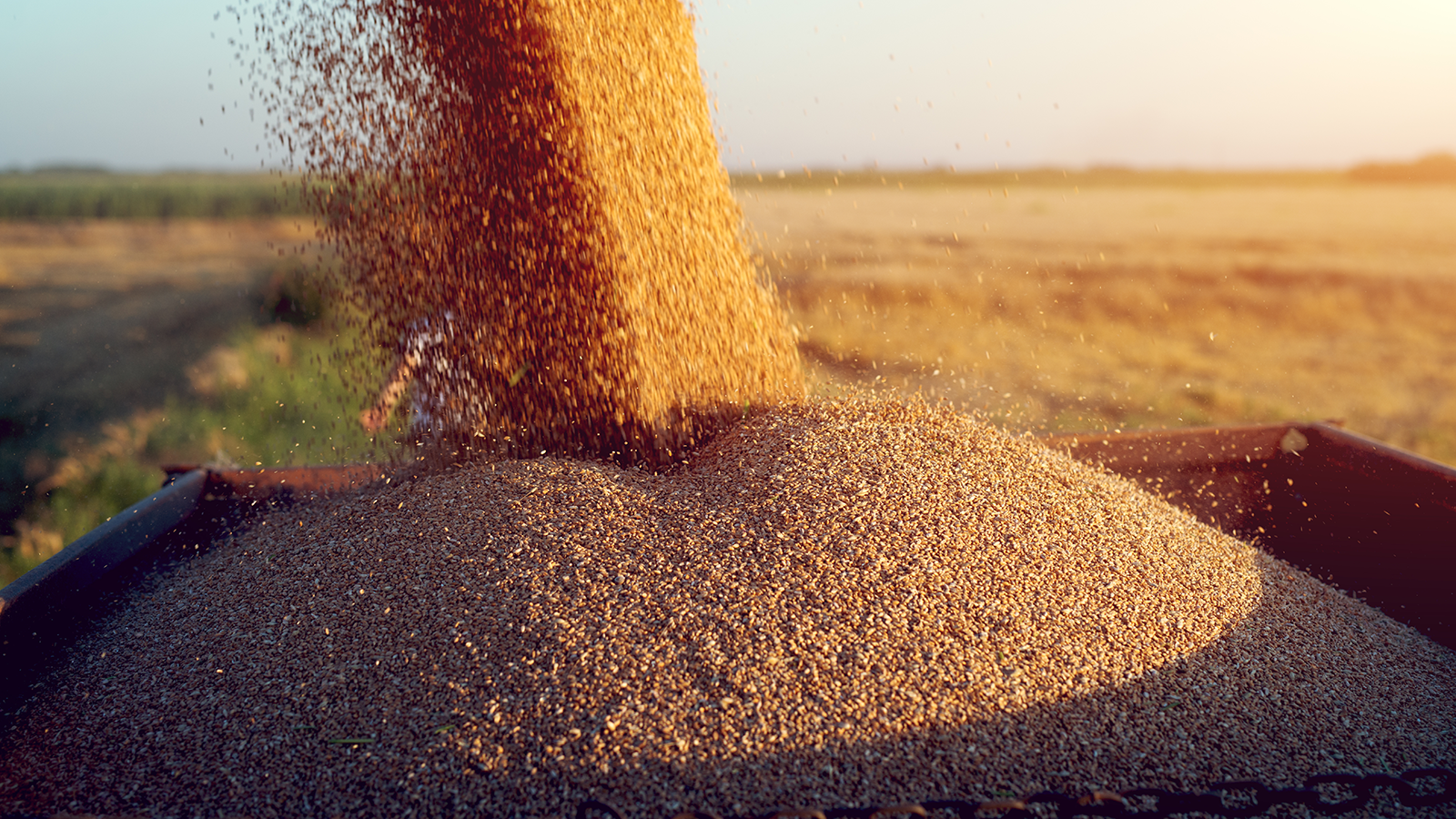 Pile of Fresh Harvested Grains
