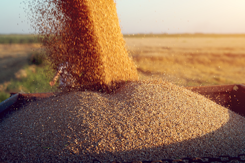 Pile of Fresh Harvested Grains