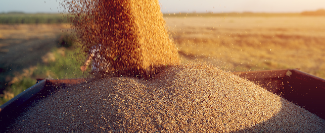 Pile of Fresh Harvested Grains