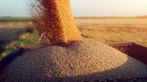 Pile of Fresh Harvested Grains 