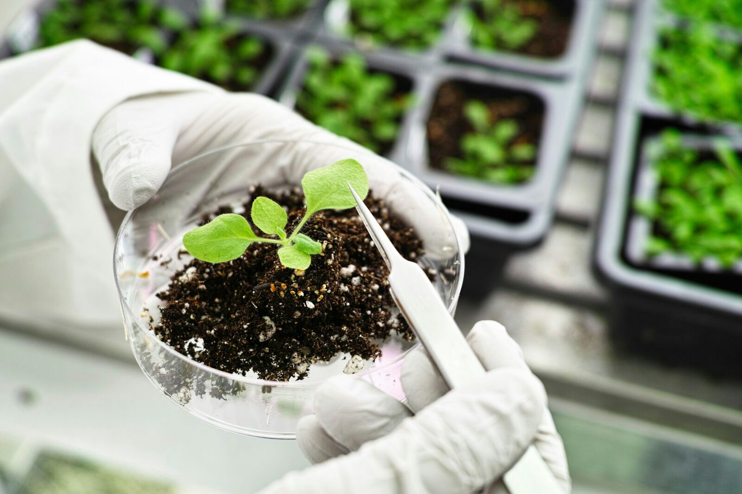 Plant in Lab