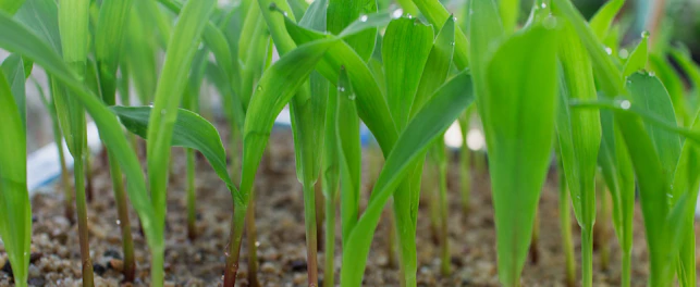 Planted Seedlings