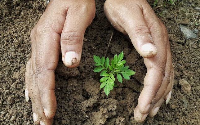 Planting of seedling