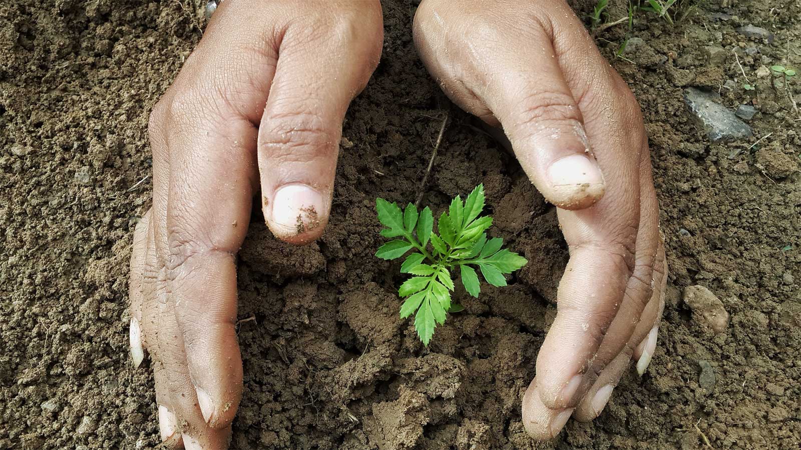 Planting of seedling