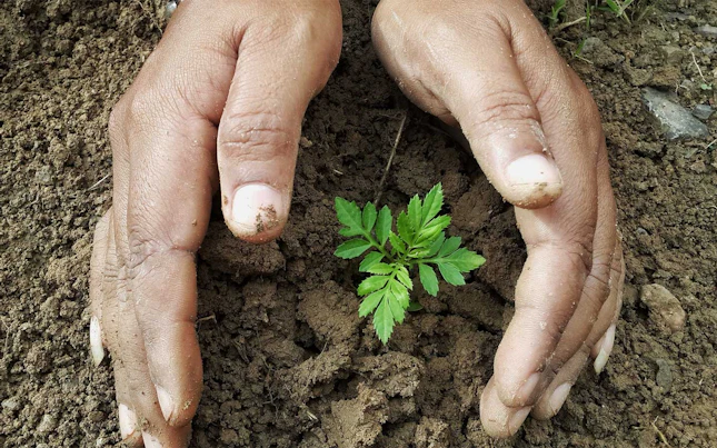 Planting of seedling