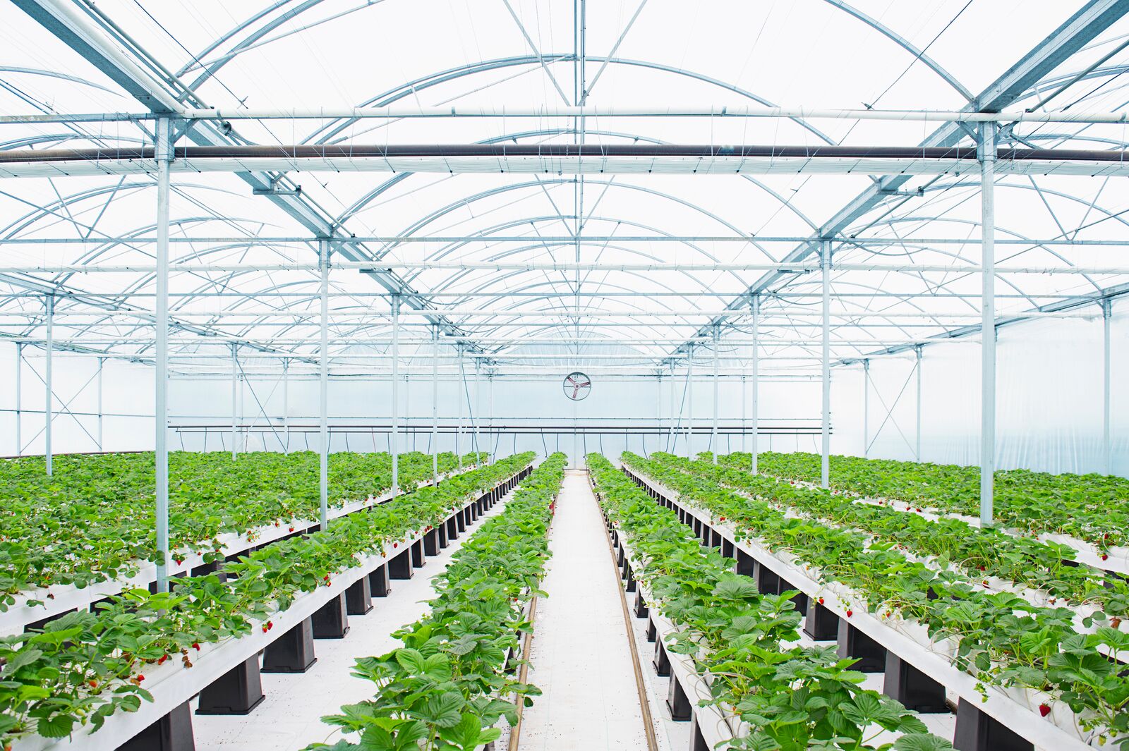 Plántulas plantadas