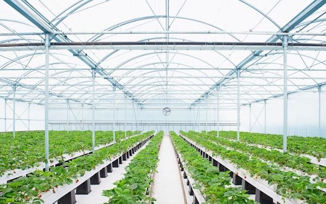 Plántulas plantadas