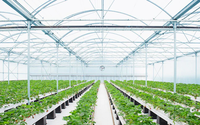 Semis plantés