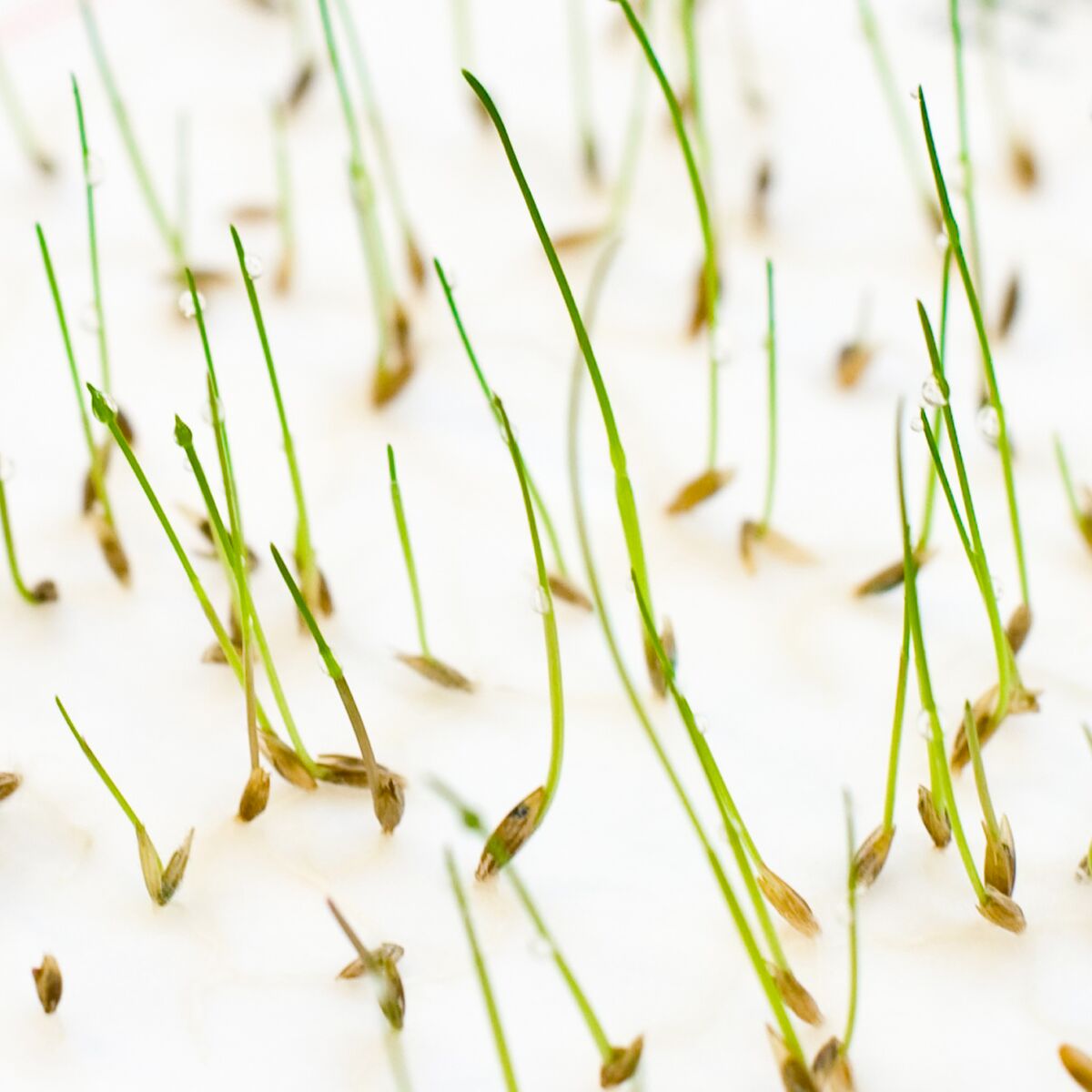 Semis plantés