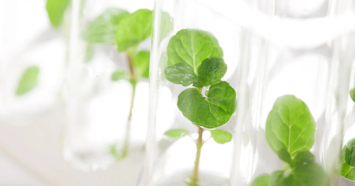 Plant Tissue Testing | SGS Colombia