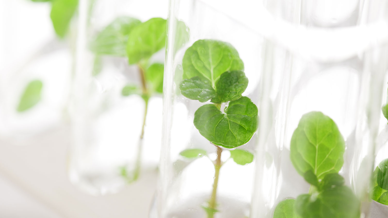 Muestras de las mismas plantas