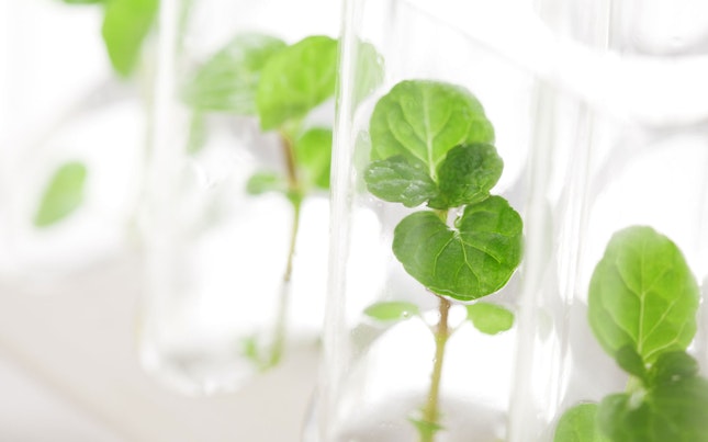 Muestras de las mismas plantas