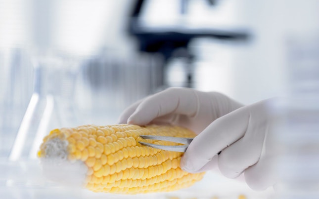 Scientist removing Kernels from Cob