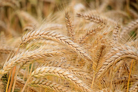 Wheats