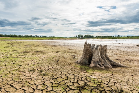 Stump with cracked mud in the bottom of a river showing drought