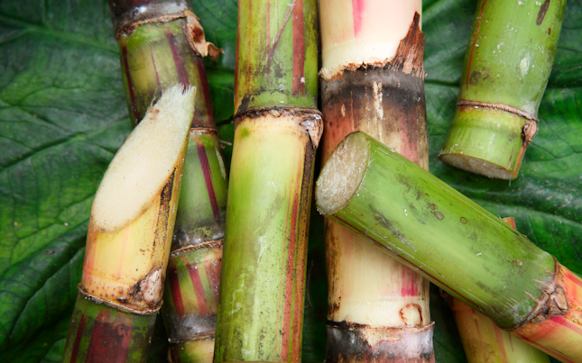 Sugar Cane