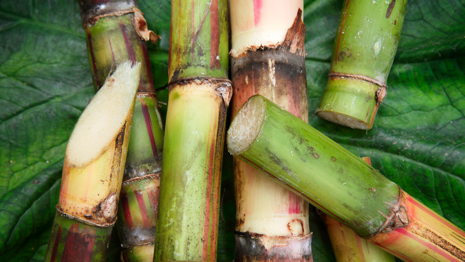 Sugar Cane