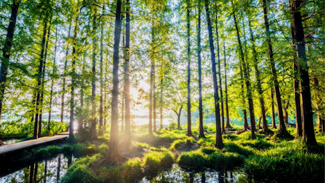 Sunlight Passing through the Forest