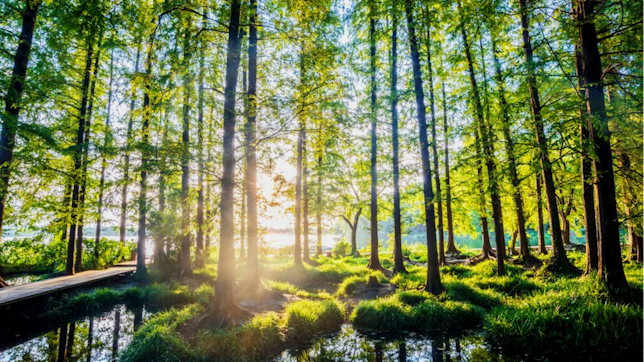 Sunlight Passing through the Forest
