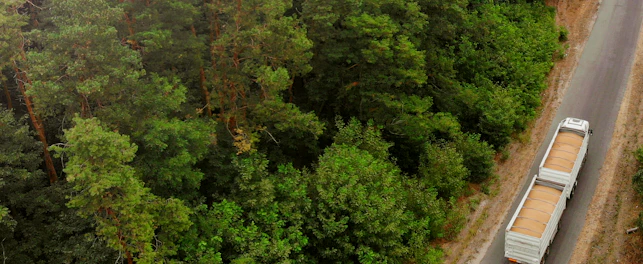 Top view of forest and road