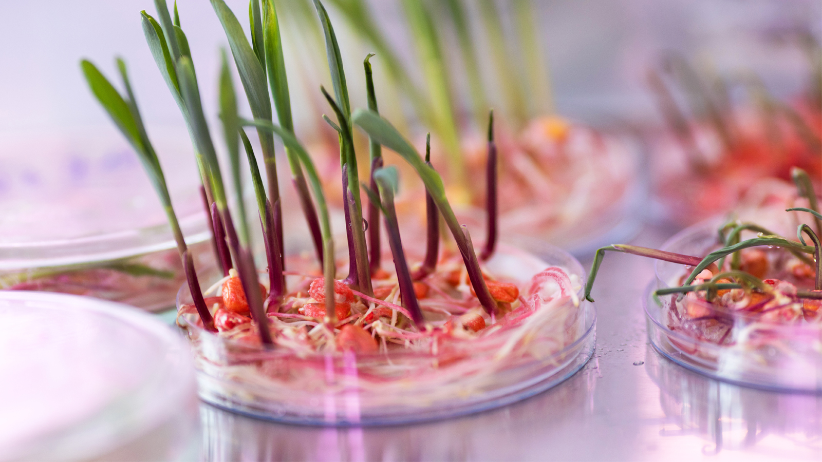 Plant & Animal Genome XXIX SGS